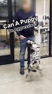 65K views · 2.3K reactions | Can a puppy be aggressive? Why does this happen? Is it treatable? When do you call in a specialist? And how can this be helped? Any other questions you have that we can go over? #dogbehavior #dogtrainingtips #reactivedog #anxiousdog | Thinking Canine | Facebook