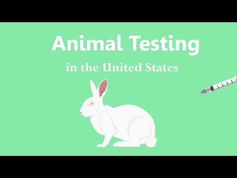 Animated Infographic - Animal Testing in the United States