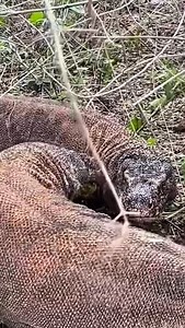 5.8K views · 1K reactions | these a real sounds of komodo #everyone #komodo #highlight | Komodo Discovery | Facebook