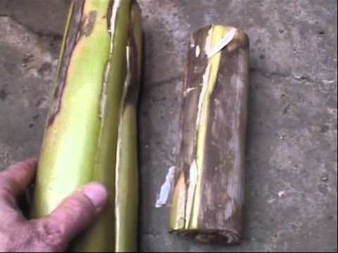 Storing banana plants in cellar for winter