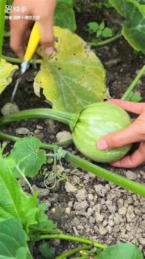 Farm Fresh Sweet Pumpkin Collection #pumpkin #garden #shorts