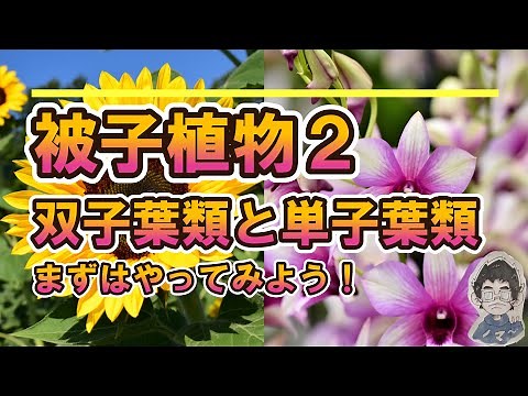 【解説】中１理科 被子植物２ー双子葉類と単子葉類ー