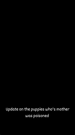 Sorry for the broken table Update on the puppies ❤️ support our shelter 👇 Bank Al Habib Title: MUHAMMAD ARSALAN RANA AC No: 1220-0081-001822-01-1 IBAN: PK38 BAHL 1220 0081 0018 2201 Easypaisa Jazzcash 03242627051 | Animal Rescue & Transportation Service Karachi