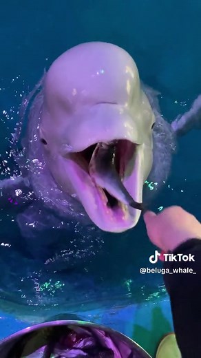 Beluga Whale Eating Fish