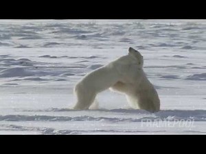 Arctic - Ice Desert In Danger | Framepool
