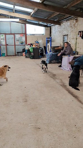 11 reactions | I started off class this week with a talk and demonstration of how polite dogs behave when there is a nervous dog in the group. RMarnie is the latest dog to join our group of teaching dogs. I hope you were paying attention as I will be asking questions next week!! Thanks as always to my group of teaching dogs, I couldn't work without them ❤️ | Happy Days Dog Training Center | Facebook