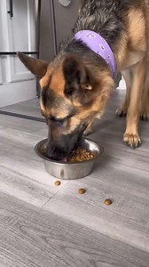 iRobot Roomba – The Ultimate Smart Vacuum for Effortless Cleaning!