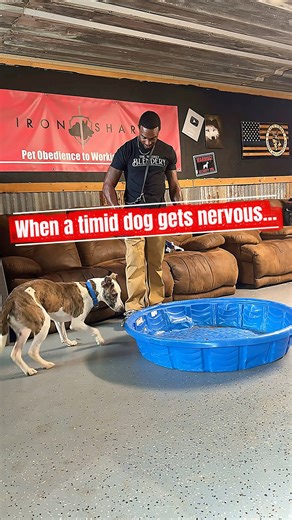 A timid dog doesn’t need pressure — it needs patience, presence, and proof you won’t quit on it #DogTraining #IronSharpK9 #TimidDog #TeachTrainTest | Stan Smith