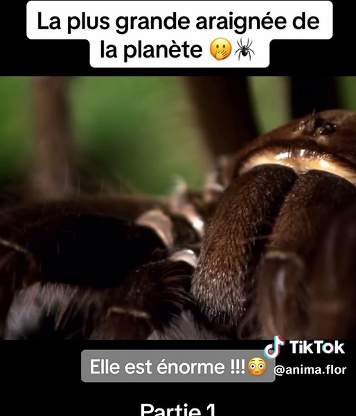 Découverte de l'Araignée Goliath, la Plus Grande Araignée