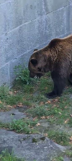 Bear eats vegetables and fruits 🐻
