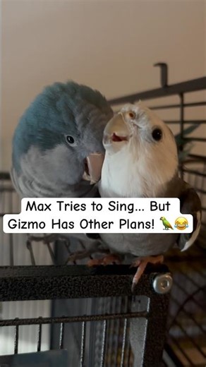Gizmo Won’t Let Max Talk! 😂 | Funny Parrot Interruptions & Talking Birds #funny #shorts