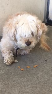 ❥★❥RESCUED❥★❥ – Per OPCA’s confirmation with shelter, RESCUED! (9/21/2019) Salinas, CA ~ Animal ID #A114703 Salinas Animal Shelter ★★ SUPER URGENT!!! ★★ *** HIGH PRIORITY • SHELTER REQUEST! *** ★★★ RESCUE ONLY!!! • BEHAVIOR ALERT ★★★ ‒ I am described as Female, White Poodle-Terrier mix. The shelter thinks I am about 2 years old. I have been at the shelter since September 9, 2019. MEDICAL/NOTES: Shelter RC says this girl is Rescue Only. She is scared to where she sits and quakes. Let’s me leash h