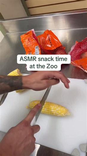 🌽🍠 is what’s on the menu for our African Crested Porcupines!🤭 #rainforestadventureszoo #asmr #zoo #animals #porcupine #zoolife #zooanimals #snacktime | Rainforest Adventures