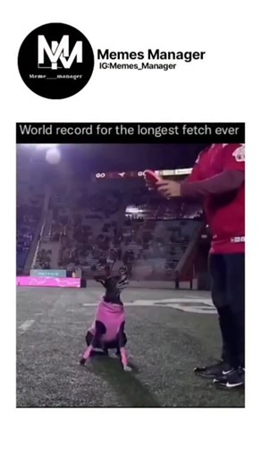 Meme_manager on Instagram: "The longest fetch ever recorded by a dog on an NFL field was achieved by a border collie named “Rider,” who dashed downfield to catch a frisbee thrown an astonishing 109 yards! This record-breaking feat took place during a halftime show, wowing the crowd with Rider’s remarkable speed, agility, and pinpoint focus—setting new standards for both distance and precision in canine athleticism. #doggo #instareels #history #petlover #cinema"
