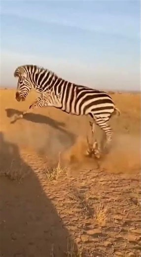 Zebra's Incredible Escape From African Wild Dogs! 🦓💨 #Wildlife #Nature #EpicEscape #Zebra