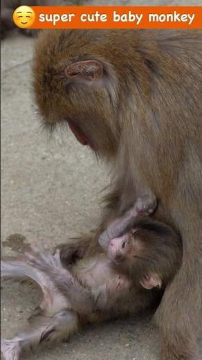Too Cute to Handle: This Baby Monkey's Playtime Took an Unexpected Turn! (See the full story in rela