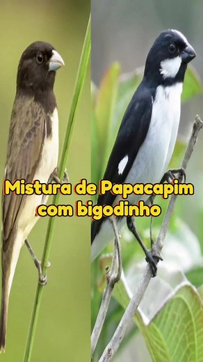 Mistura de Papa-Capim e Bigodinho: Aves da Mata Atlântica