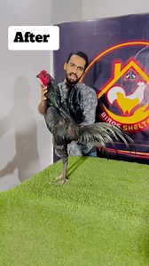 12K views · 239 reactions | Black bull Blood Line =03041888846 #Lakha...