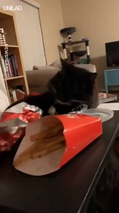 1.6M views · 12K reactions | Why you should never leave food around your cat... | UNILAD | Facebook