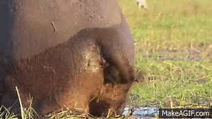 Hippo Poo Spray on Make a GIF