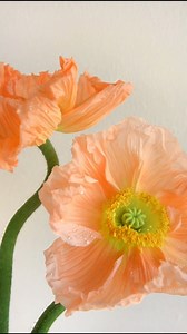 6.5K views · 38 reactions | Poppy tip! If your blooms are still wearing their fuzzy green coats, gently peel back the outer layer to help them open. Just pinch at the base and roll it off—slow and gentle does the trick! #Poppies #DIYWedding #FiftyFlowers | FiftyFlowers | Facebook