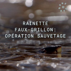 [Carbone] Pour éviter que le chant des rainettes faux-grillon ne s’éteigne à jamais dans le sud du Québec, des scientifiques misent sur une solution inusitée : la procréation assistée. | Radio-Canada Environnement