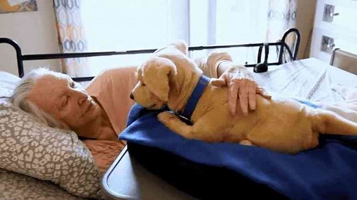 Tombot, le chien robot ultra-réaliste conçu pour accompagner les personnes âgées et les personnes malades