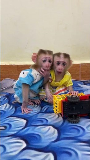Cute Baby Monkey In Home