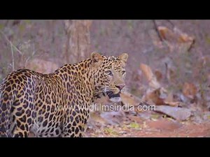 Leopard Walking Through the Jungle | Tadoba