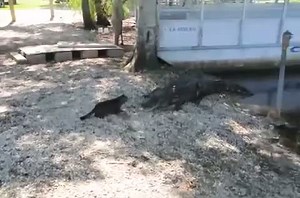 Chat vs Crocodiles