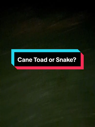 Cane Toad or Snake? The Ultimate Australian Encounter