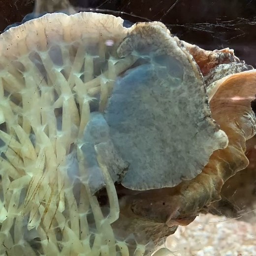 1.2K views · 35 reactions | #WildWednesday As you can see in this...