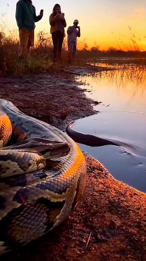 Python vs Electric Eel 🤯⚡️🐍 #animals #wildlife #viral #trending #reel #reels #fbreels #fypシ #reelviral #foryouシ | Riteek Kashyap