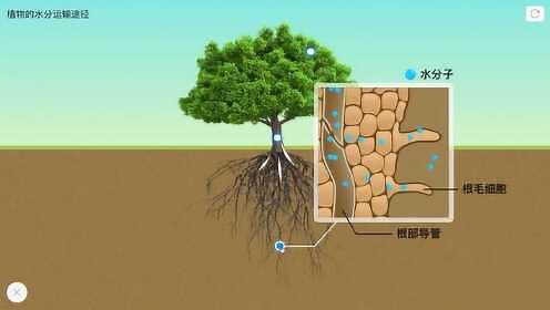 【生物】植物的水分运输途径