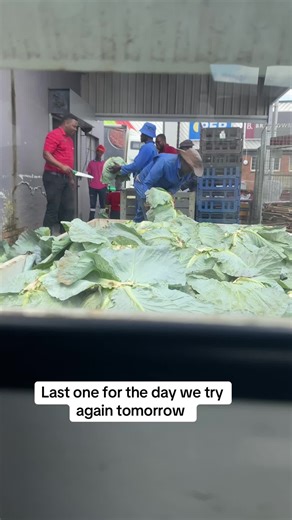 Growing Cabbages: Tips for January Planting