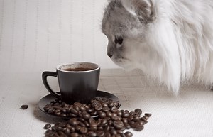 Toxic Foods For Cats - 15 UNSAFE Foods Cats Shouldn't Eat ☠️