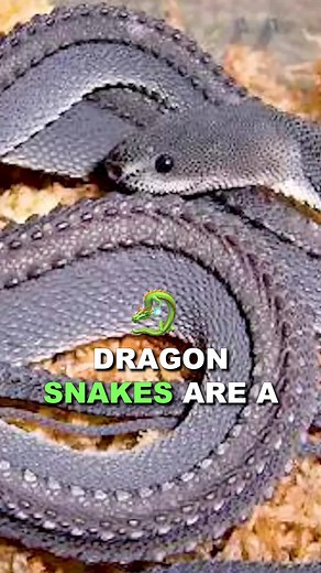 Keeping Dragon Snakes as Pets: Challenges and Care Tips