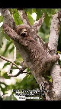 What are sloths?
