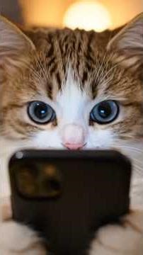 Title:This Cat Tried to Change His Life… But Failed 😂 #shorts #cat #funny #viral #relatable