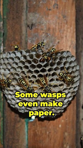 WASP WORLD - A BUZZING TALE.