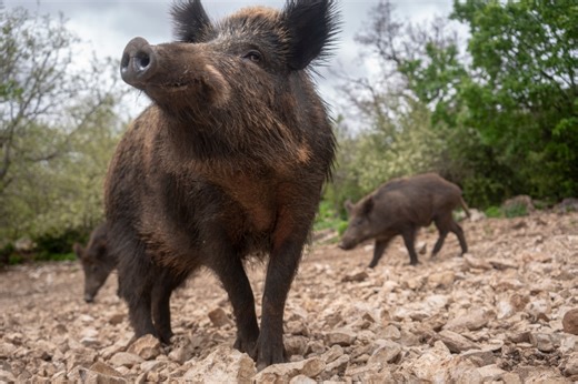 Feral Hogs in Missouri: Why Officials Don't Want Hunters Shooting Them