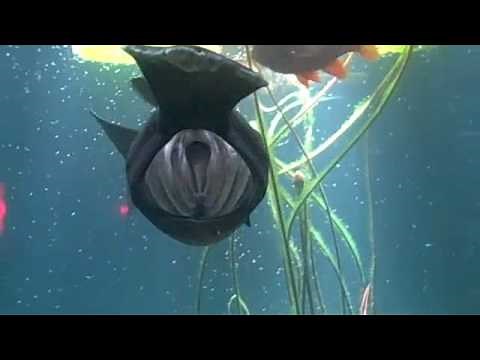 Behind the Scenes: Paddlefish Feeding | California Academy of Sciences