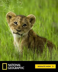Take a moment to help save one of our planet's most awe-inspiring species and the habitats they rely on. | National Geographic Society