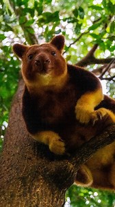 It's World Tree Kangaroo Day! For this special day we wanted to share some of our favourite Tree Roo moments 💚 There are 14 different species of Tree Kangaroo, ranging from the tropic rainforest in New Guinea, down to Northern Queesland. We are home to the Goodfellow’s tree kangaroo, which are native to New Guinea and listed as endangered, mainly due to habitat loss for timber and palm oil. You can help reduce deforestation by buying certified sustainable FSC wood and paper products. Ever had t