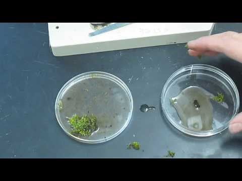 How to find a Tardigrade