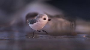 Hier kommt PIPER! Der kleine Strandläufer wird im Vorfilm zu FINDET DORIE zu sehen sein. Wie viele