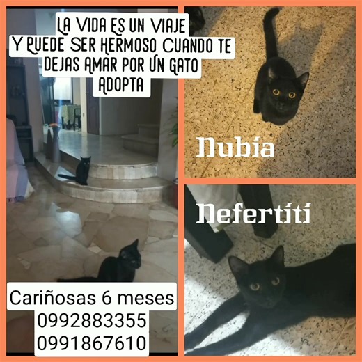 LA VIDA ES UN VIAJE Y PUEDE SER HERMOSO CUANDO TE DEJAS AMAR POR UN GATO NUBIA Y NEFERTITI son 2 bellezas Negras, adorables de 6 meses muy cariñosas y están en Adopción Responsable Compromiso de Esterelizacion Comunicarse Directamente al 0992883355 o al 0991867610 | Adopción Animal Guayaquil - AG | Facebook