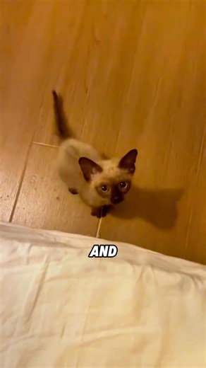 🐈⬛🤔Why Siamese cats turn black as they age! ✨#animals #Science #lovestory #pets #kitty 🐈⬛🤔Why Siamese cats turn black as they age! ✨#animals #Science #lovestory #pets #kitty | Animal Groups