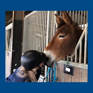 64 reactions · 11 comments | It's #NationalMuleDay! (Ok - strictly...