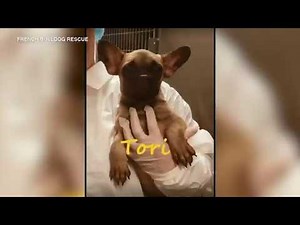 23 rescued French bulldogs will need months of recovery before adoption